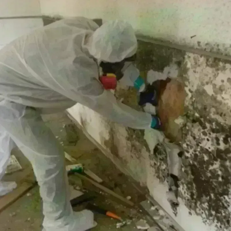 Mold Remediation and Removal in Farmville, NC